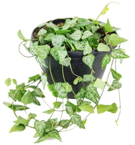 DECOALIVE Planta de Interior Natural Ceropegia Woodii Hojas Colgantes con Forma de Corazón