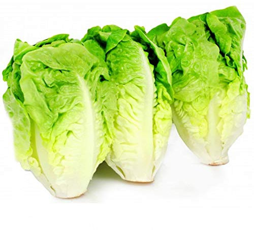 100 semi di lattuga di saccrina - Vecchio vegetale - orto - semi di contadini riproduttibili - seminauvage