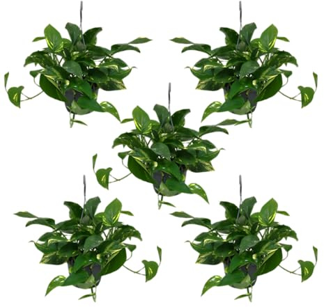 Efeutute | 5er-Set | Epipremnum aureum | ca. 30-35 cm | ø 12-15 cm Topf | Pflegeleichte Zimmerpflanzen für Wohnung und Büro | Qualität vom Pflanzen Profi | Ideale Raumbegrünung