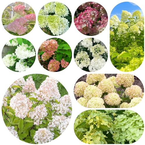 semi di ortensia a pannocchia, giardino sul balcone varietà tradizionali da interno recisi da giardino balcone raro roccioso d'appartamento 50pcs