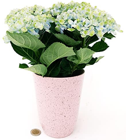 POWERS TO FLOWERS - ORTENSIA MAGICAL REVOLUTION BLU, VASO 11CM, IN VASO CERAMICA ROSA ANTICO, pianta vera