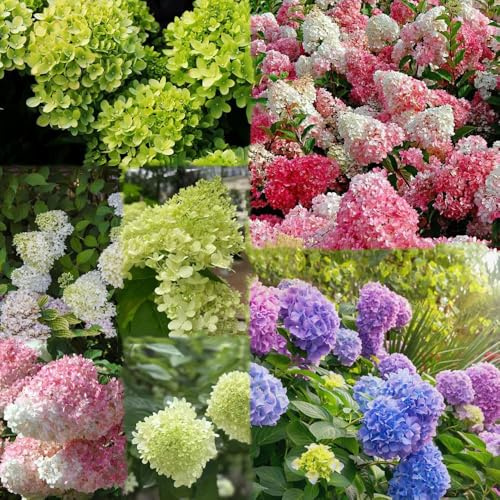 150 piezas Semillas resistentes de hortensia panícula de balcon hortensia, pequeño para mujeres, semillas perennes resistentes,