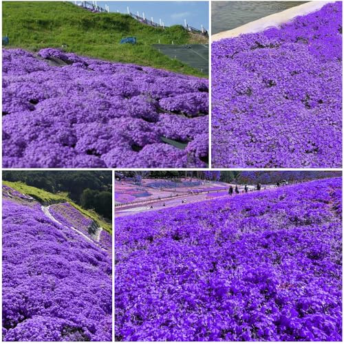 20000 Semi Timo Viola Strisciante, Varietà Perenne Senza OGM, si Diffonde Lentamente Come un Tappeto Viola Naturale a Causa della sua Natura Strisciante