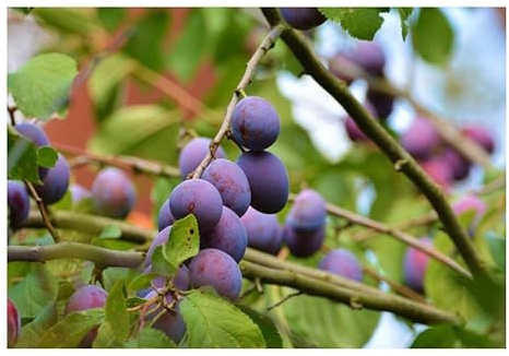 Stk - 10x Prunus domestica Tart Red Purple Garten Baum Pflanzen - Samen ID1520 - Seeds & Plants Shop by Ipsa