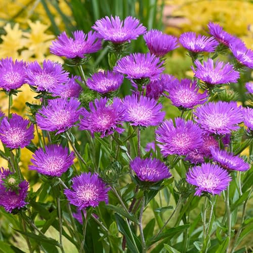 Stokesia Amethyst - Real Outdoor Plants - Hardy Perennial Aster - Purple Cornflower-Like Blooms - Long-Lasting Summer Flowering - Ideal for Borders, Beds & Cottage Gardens (9 cm Pot, 10-20 cm)