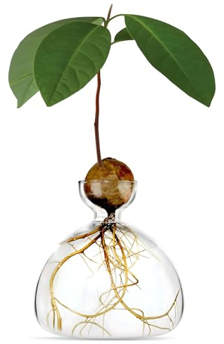 Megashop Grand Vase Transparent en Verre pour Avocat - Kit de Culture Hydroponique pour Graines d’Avocat - Décoration Maison Bureau et Table - Pot de Germination et Croissance pour Plantes d’Avocat