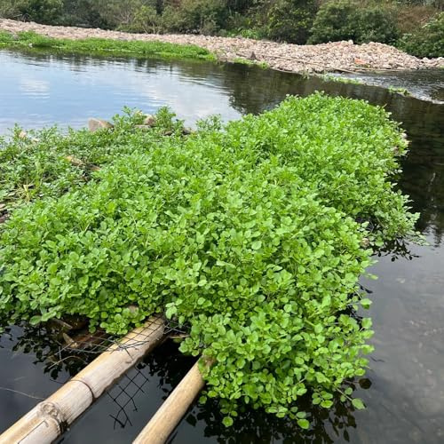Semi di crescione germogli biologici, giardino prodotti sostenibili semi per aiuole rialzate giardino sul balcone copertura del terreno resistenti 80pcs