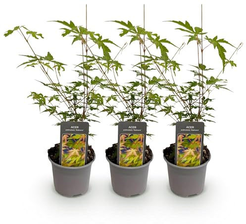 Acer palmatum Sangokaku – 3 växter – 12 cm – höjd ca 35 cm – lövfällande japansk lönn med grönt sommartillstånd och orangegul höstfärgning