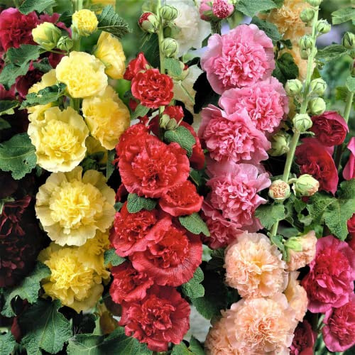 Park Seed Summer Carnival Hollyhock Flower Seeds – Vibrant Double Blooms, Tall Garden Borders, Long-Blooming Annual, AAS Award-Winning Variety, Easy to Grow in Full Sun – Pack of 50