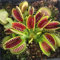 Haloppe 50 Pz Dionaea Muscipula Fiori Piante Semi per Giardino Domestico Piantare, Mini Giardino Dionaea Muscipula Semi per Cortile Semi
