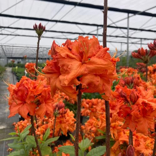 Semillas de azalea, para lugares soleados de rododendro resistente, decoración de la sala de estar semillas de jardín 30pcs
