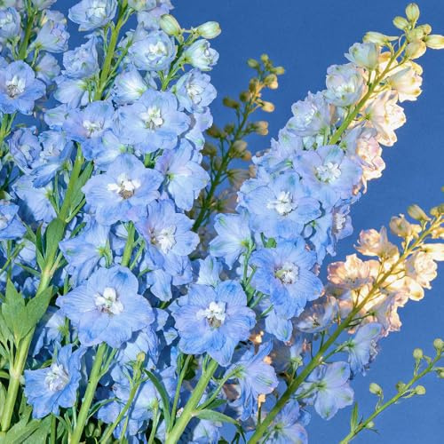 semi di speronella, resistenti perenni decorativi giardino 350pcs