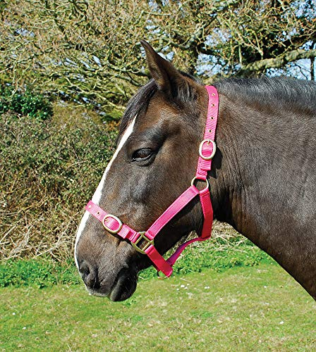 Rhinegold Nylon Halfter-X Full-Raspberry, Himbeere, Kaltblut/Warmblut extragroß