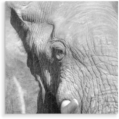 artboxONE Holzbild 60x60 cm Natur Elefant B&W von Künstler sommersbilder