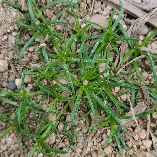sternmoossamen winterhart, kräutersamen exotische büropflanzen garten mehrjährig stauden bio 400pcs