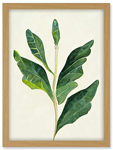 Doppelganger33 LTD Detail Of Rubber Fig Plant Botanical Illustration Artwork Framed A3 Wall Art Print