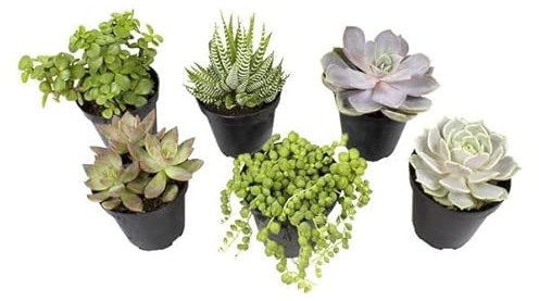 Seis Unidades Naturales de Mini Suculentas Plantas de Riego Moderado-Bajo