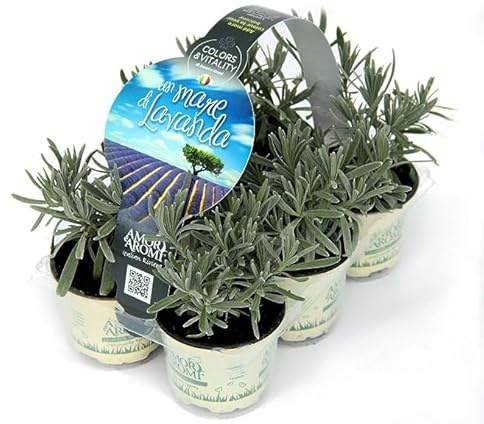 6 piante aromatiche (Lavanda) per cucinare, per realizzare il tuo orto sul balcone e profumare gli ambienti