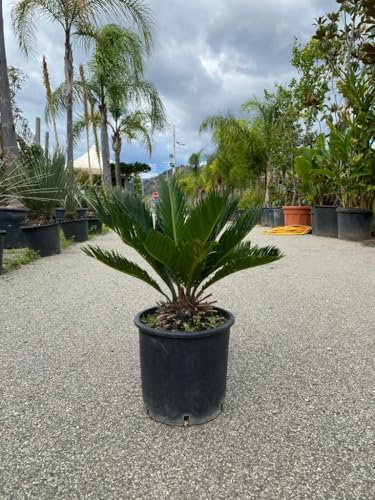 Cycas revoluta, vaso 18 Cm - Pianta sempreverde