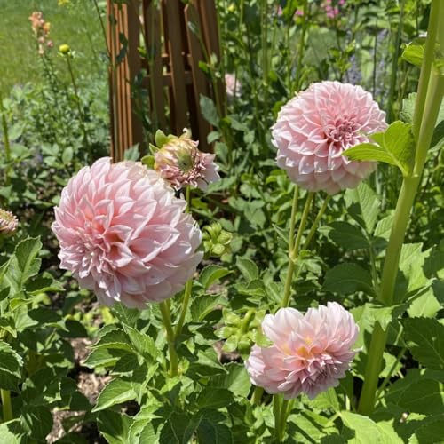 Dalias ubérculos resistentes -Adaptables a suelos pobres y climas secos - Ideal para plantar -4Tubérculos-G