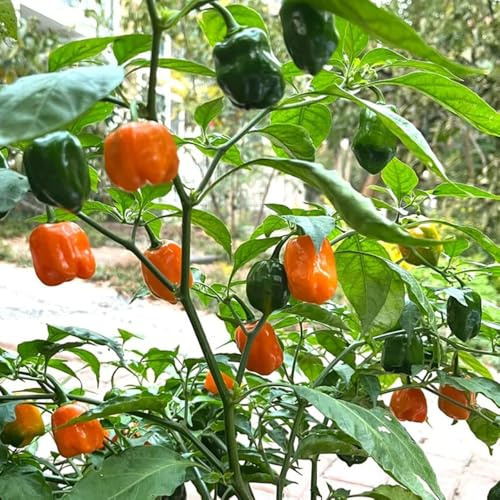 Semillas de Chile Habanero - semillas de jardín de Comprar de invierno balcón 100pcs