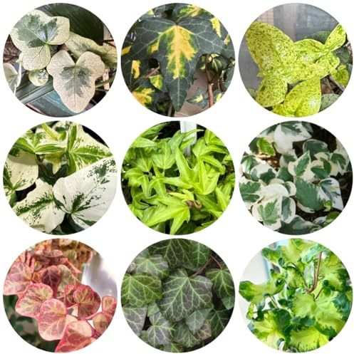 Edera, pothos - bonsai interno esotico sul balcone rampicanti di edera Decorazione per il soggiorno: sospesa balcone resistenti in vaso ufficio, tetto verde 300semi