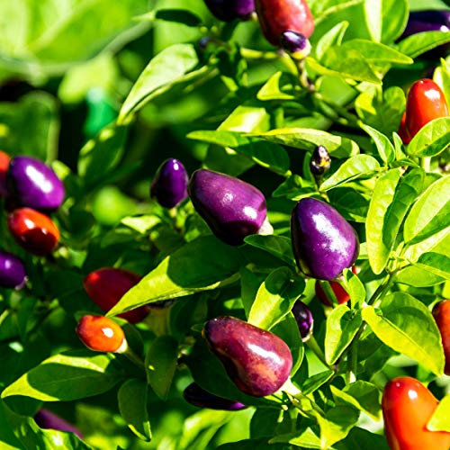 Chilli Plants, Prairie Fire', 6 x Plug Plant Pack, Pepper Plants, Hot Chillies, Garden Ready and Ready to Plant, Premium Quality Chilli Peppers
