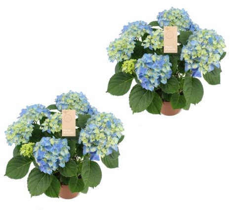 Hortensias Azules - Pack de 2 Unidades - Hydrangea Macrophylla - Plantas Vivas