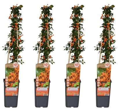 Feuerdorn Pyracantha 'Soleil d'Or' – Ø15 cm – 65 cm – 4 Pflanzen – Immergrün – Vogel- und Wildfreundlich – Pflegeleicht