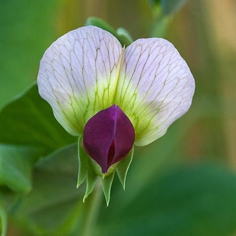 Futtererbse - Saaterbse (Pisum sativum) Samen. Sehr proteinhaltig ! (10000 Samen = 2Kg)