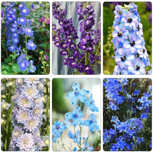rittersporn blumendeko blumensamen balkon schnittblumen sommerblumen blumenbeet balkon dekopflanze biosaatgut blumensaat blumenwiesensaat bonsai topf büropflanzen wildblumen 550samen