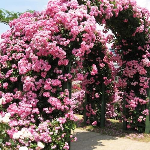 Rosier grimpant rose - Rosier grimpant rustique et parfumé - Plante grimpante de qualité supérieure pour conteneur - 300 graines