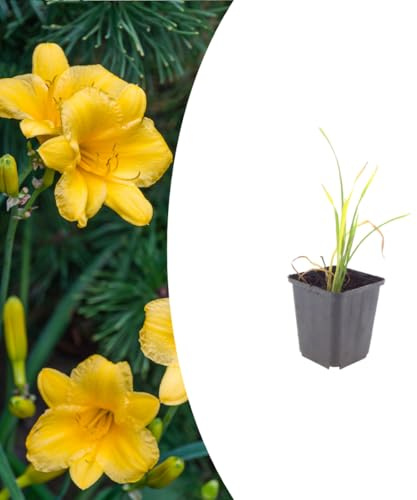 Hemerocallis 'Stella de Oro' | 12 pièces - 10-25cm - Ø9cm - Plante de jardin