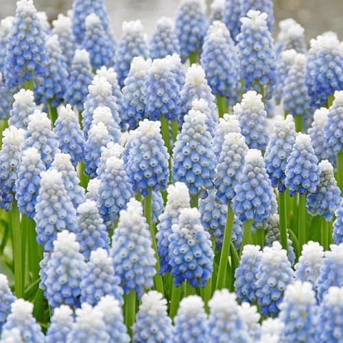 Schön Hyazinthen-Rhizom, Überraschend wachsend, Winterhart Mehrjährig, Geeignet für Frühling und Herbst, Kein Gießen Erforderlich, Leicht Zu ZüChten-4 Rhizom-K
