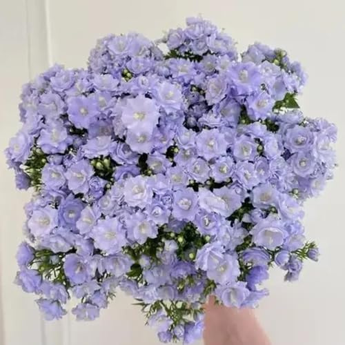 glockenblume - campanula medium - bio blumenbeet glockenblumesamen, hochbeet blumenwiese mehrjährig zierblumen blumendeko 700pcs