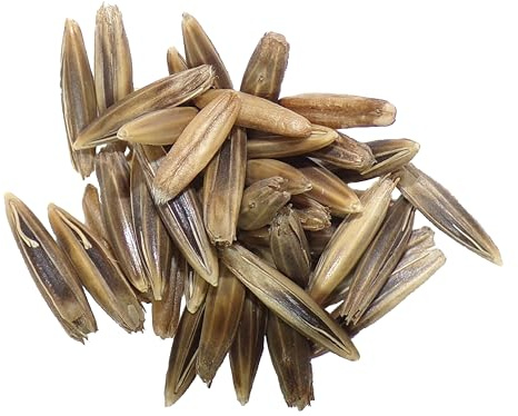 Avoine Bio Avoine - 250 grammes - Avena Sativa (Engrais Vert) SEM06