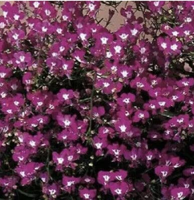 Graines de lilas Lobelia Riviera, plantes annuelles utiles pour le jardin, la cour, le patio et utiles pour les cadeaux