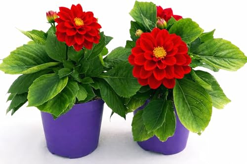 POWERS TO FLOWERS - DALIA A FIORE ROSSO, 2 PIANTE, VASO 12 CM DIAMETRO, pianta vera