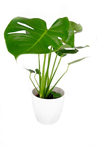 Monstera Cheese Plant Around 40-50cm in Height Includes Stunning White Decoratrive Pot