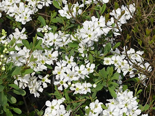 Exochorda racemosa Niagara -S- - Prunkspiere - 40-60