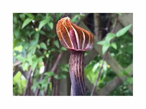 Stk - 10x Arisaema nepenthoides Kobralilie Garten Pflanzen - Samen B702 - Seeds & Plants Shop by Ipsa