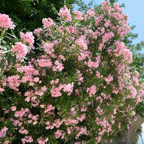 Adelfa Nerium en maceta - Arbusto mediterráneo en flor - Planta resistente a la sequía - Arbusto exótico para jardín. Ideal para crear un ambiente mediterráneo y vibrante en tu hogar.
