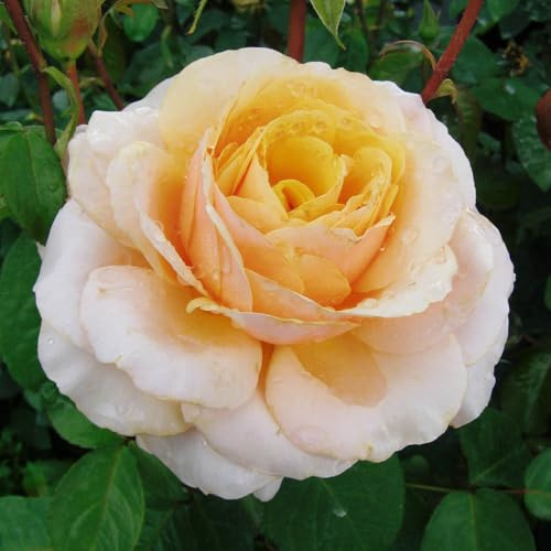 YouGarden Harkness Rose 'You're One In A Million' ®, Gift Wrapped Established 4 Litre Pot, Gold Fragrant, Repeat Flowering, Gift Shrub