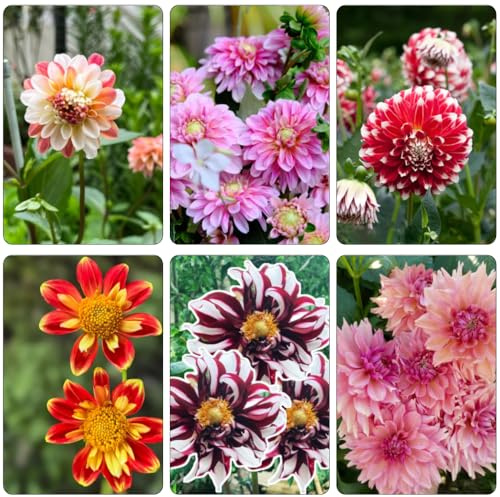dalia semi comprare semi balcone parterre balcone verano decoraciones jardín 400pcs
