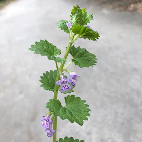 semi di edera terrestre decorazioni per il soggiorno, interno semi di biologici, bomboniere selvatici rari serre balcone selvatiche esotiche 400semi