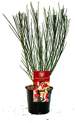 Edelginster 'Lena' Cytisus scoparius im Topf gewachsen ca. 40-60cm