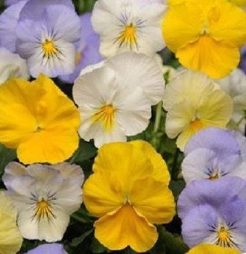 15 Semi Viola del pensiero Fredda Saluto Pastel Mix (Aggiungendo Viole del pensiero) Coolwave Viola del pensiero