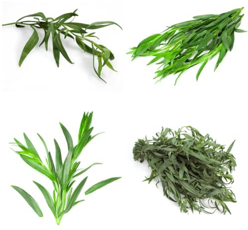 semi di dragoncello biologici, dragoncello resistenti rare, biologici medicinali da giardino 300pcs