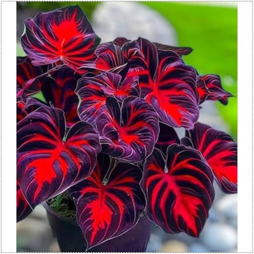 Bulbo de hosta perenne, Fácil de plantar y mantener, Sombra, Perfecto para límites de jardines y paisajismo.-b-6 Rizomas