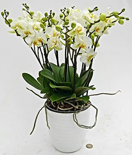 POWERS TO FLOWERS - ORCHIDEA PHALAENOPSIS EXTRA BIANCA!!! IN VASO CERAMICA BIANCO, pianta vera